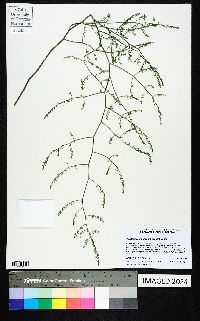 Asparagus denudatus image