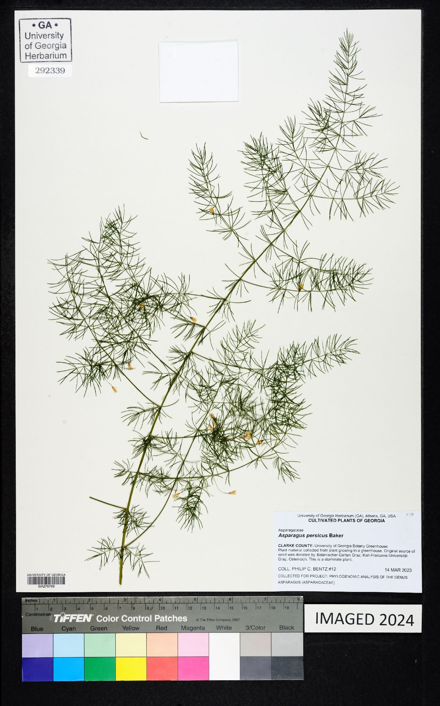 Asparagus persicus image