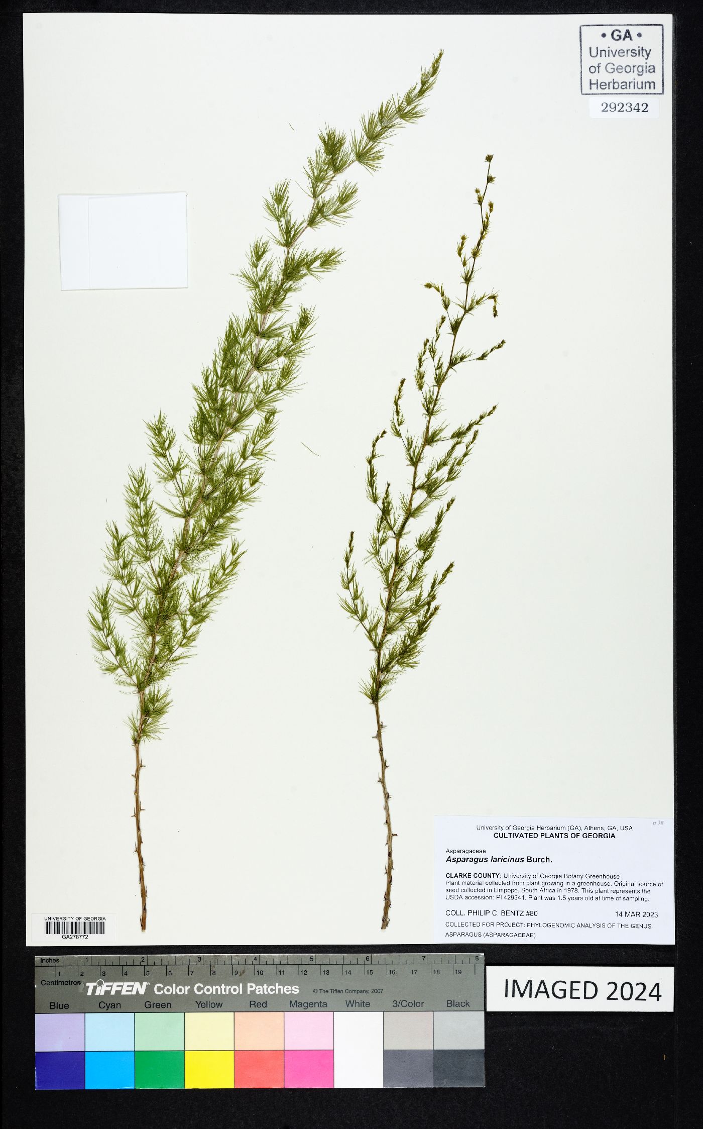 Asparagus laricinus image