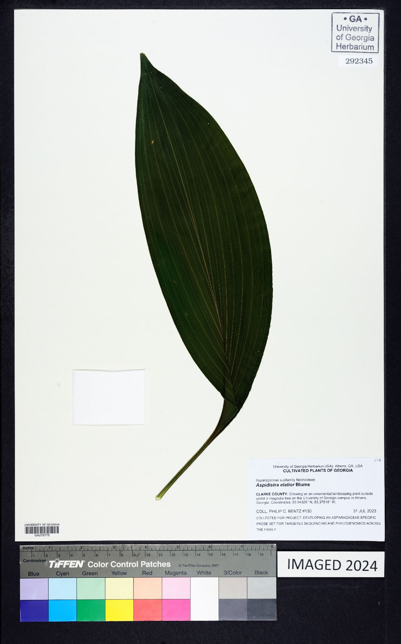 Aspidistra elatior image