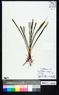 Ophiopogon japonicus image