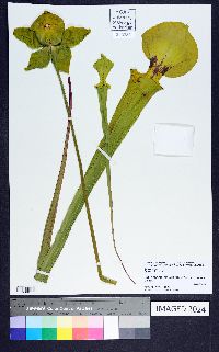 Sarracenia flava image