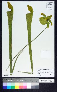 Sarracenia alata image