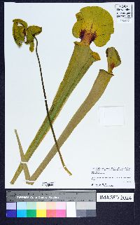 Sarracenia flava image