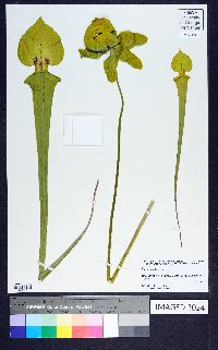 Sarracenia flava image