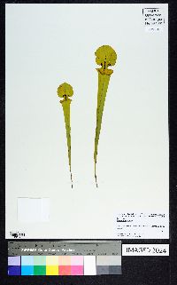 Sarracenia flava image