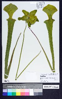 Sarracenia flava image