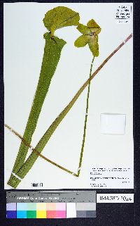 Sarracenia flava image