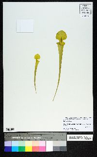 Sarracenia flava image