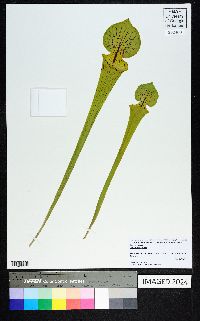 Sarracenia flava image