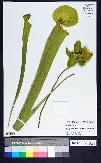 Sarracenia flava image