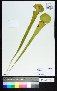 Sarracenia flava image