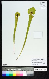 Sarracenia flava image