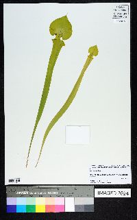 Sarracenia flava image