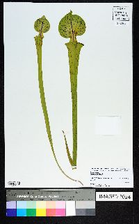 Sarracenia flava image