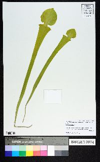 Sarracenia flava image