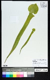 Sarracenia flava image