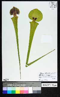 Sarracenia flava image