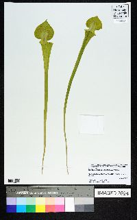 Sarracenia flava image