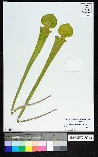 Sarracenia flava image