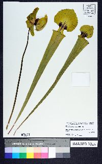 Sarracenia flava image