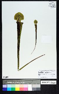 Sarracenia flava image