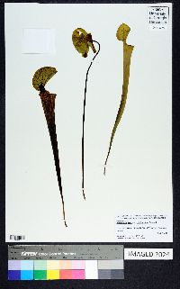 Sarracenia flava image