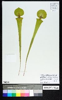 Sarracenia flava image