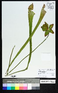 Sarracenia leucophylla image