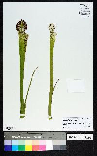 Sarracenia leucophylla image