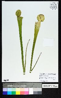 Sarracenia leucophylla image