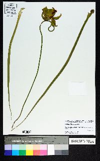 Sarracenia leucophylla image