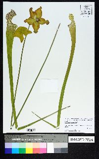 Sarracenia leucophylla image