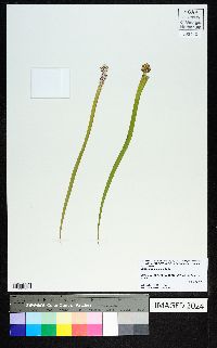 Sarracenia leucophylla image