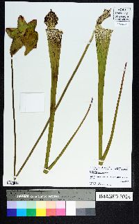 Sarracenia leucophylla image