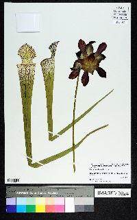 Sarracenia leucophylla image