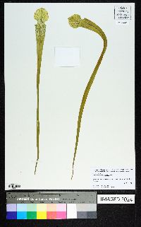 Sarracenia leucophylla image