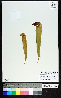 Sarracenia minor image