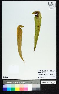 Sarracenia minor image