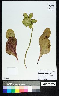 Sarracenia purpurea image