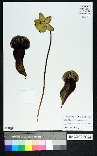 Sarracenia purpurea image