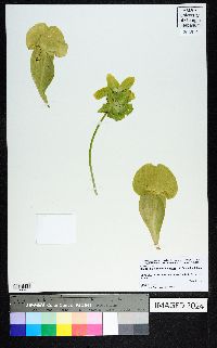 Sarracenia purpurea var. burkii image