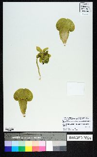 Sarracenia purpurea var. burkii image