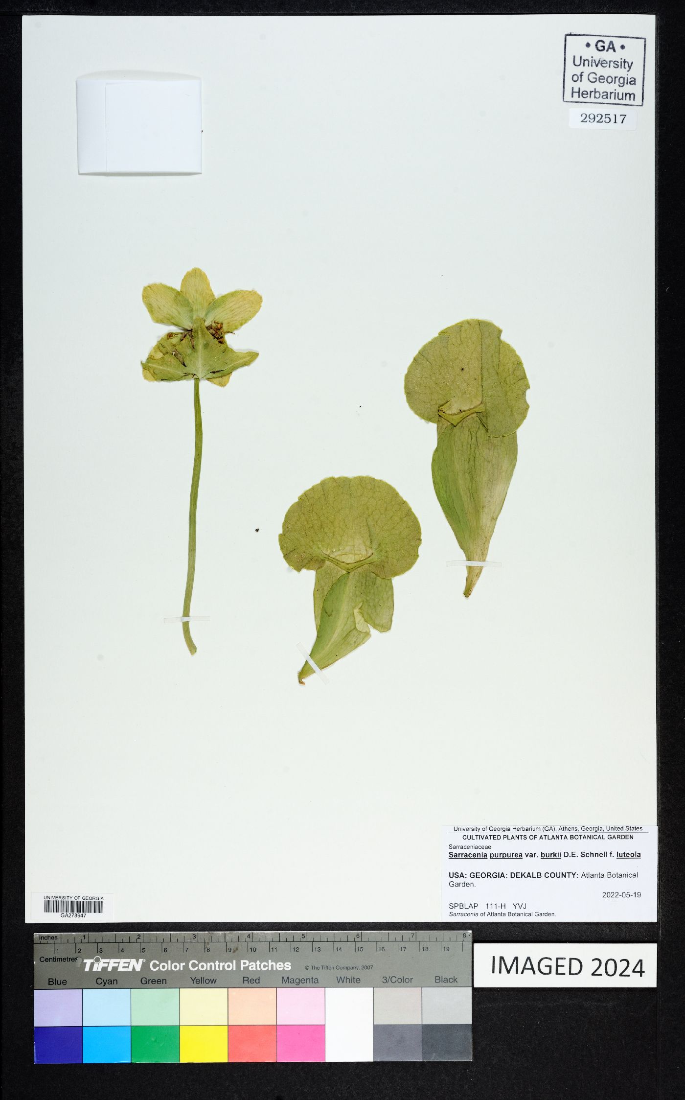 Sarracenia purpurea var. burkii image
