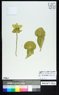 Sarracenia purpurea image