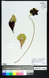 Sarracenia purpurea image