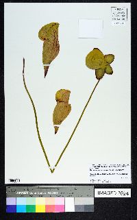 Sarracenia purpurea image