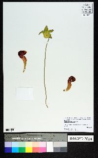 Sarracenia psittacina image