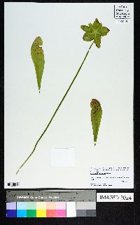 Sarracenia psittacina image