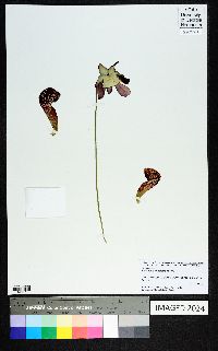 Sarracenia psittacina image